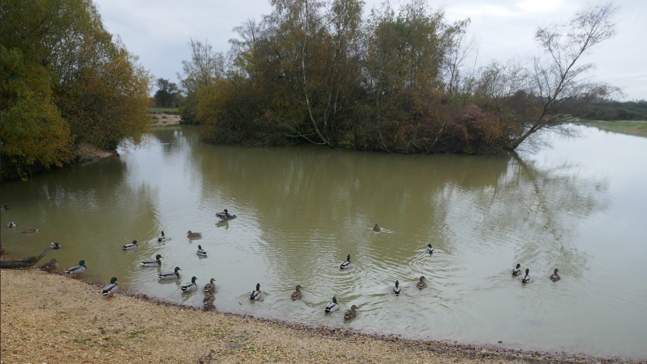 Cadman's pool